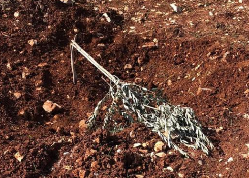 One of the seedlings uprooted by the settlers. Photo courtesy of Ahmad Salameh 