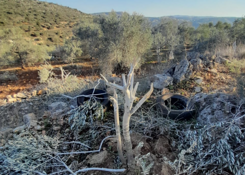 אחד מעצי הזית שנכרתו בידי מתנחלים. באדיבות בעל האדמה. 
