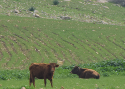 פרות רועות בשדות החיטה. צילום: עארף דראר'מה, בצלם, 28.1.22 