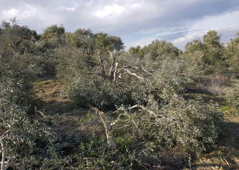 Mature olive trees cut down by settlers. Photo courtesy of the residents