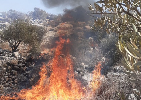 השריפה במטע הזיתים. התמונה באדיבות החקלאים
