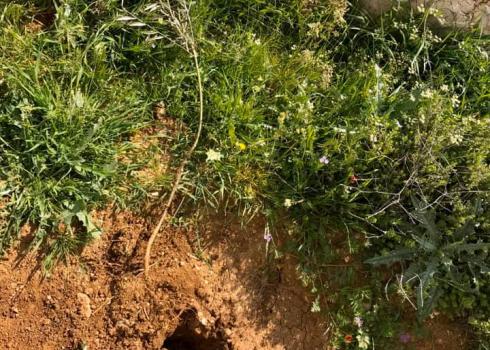 إحدى غرسات الزيتون التي اقتلعها المستوطنون من الحديقة. صورة قدّمها الأهالي مشكورين. 