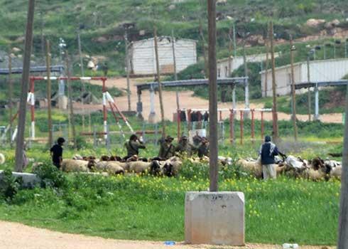 חיילים מגרשים רועי צאן ליד קהילת ח'ירבת מכחול. צילום: עארף דראר'מה, בצלם, 8.3.22 