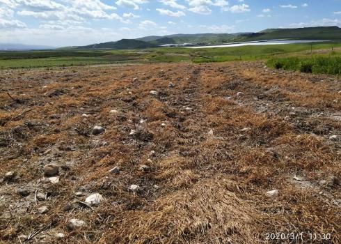 שדה חיטה שהתייבש לאחר שרוסס. צילום: עארף דראר'מה, בצלם,  1.3.2020
