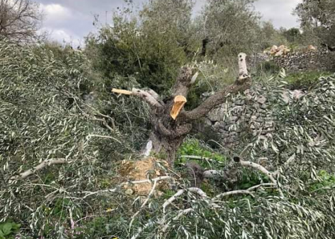  אחד העצים שענפיו נכרתו. התמונה באדיבות החקלאים