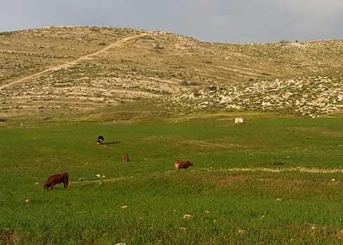 חלק מהפרות שהכניסו המתנחלים לשדות. התמונה באדיבות החקלאים