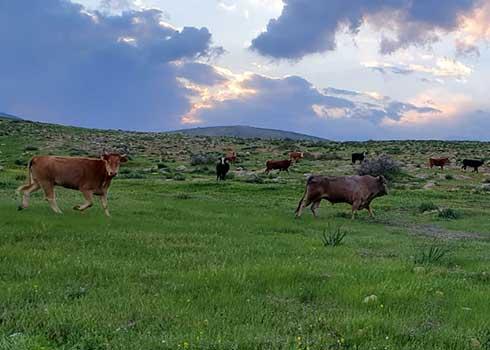 חלק מהפרות שהכניסו המתנחלים לשדות. התמונה באדיבות החקלאים