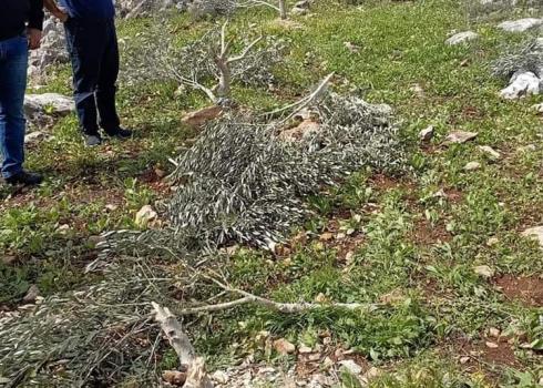 ניזאם עבד א-ראזק ליד חלק מהעצים שכרתו המתנחלים. התמונה באדיבות החקלאי