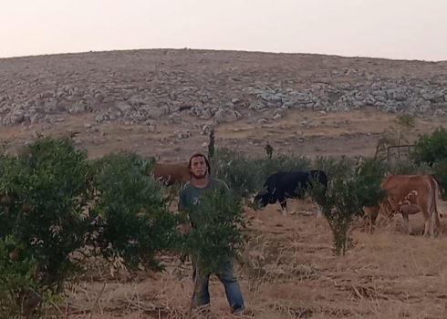 אחד המתנחלים עם עדר הפרות בתוך המטע. התמונה באדיבות המשפחה 