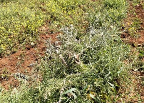 אחד העצים שכרתו המתנחלים. התמונה באדיבות משפחת כעאבנה