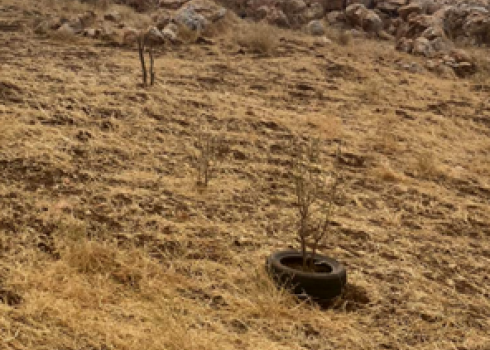 כמה מהעצים הצעירים שהשחית הצאן. התמונה באדיבות בעל המטע 