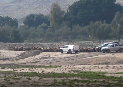 הצאן שלכדו הכוחות. צילום: עארף דראר'מה, בצלם, 22.1.24 