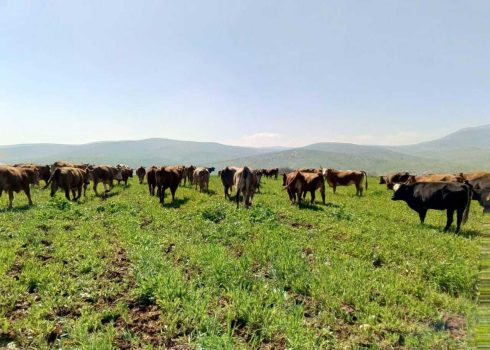 הפרות רועות בשדה הדגנים. התמונה באדיבות החקלאים  