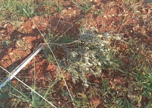 חלק מהנזקים שהסבו המתנחלים באדמתו של שלאלדה. התמונות באדיבותו 