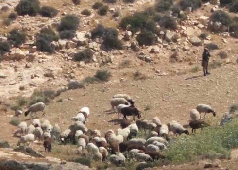 המתנחל עם צאנו בשדה של איבראהים עווד. התמונה באדיבות התושבים