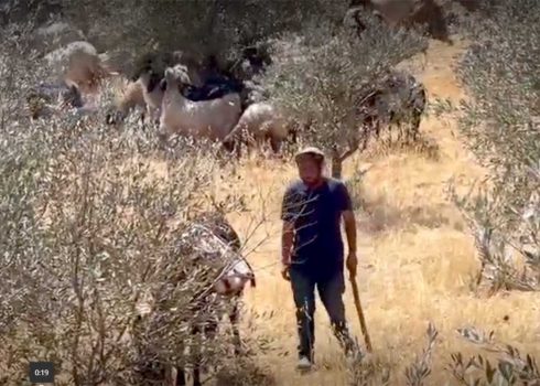 המתנחל וצאנו בקרקע הפרטית. התמונה באדיבות הפעילים
