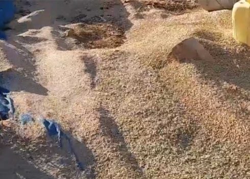 מספוא שפיזרו המתנחלים בבריית חיזמא. התמונה באדיבות ח'טיב