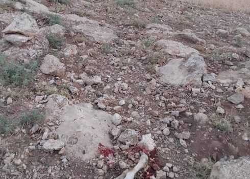 העז שהרגו נוסעי המכונית. התמונה באדיבות התושבים