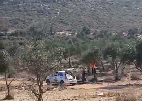 מתנחלים מוסקים זיתים במטע של משפחת מחאמיד, 7.11.24. התמונה באדיבות תושבים 