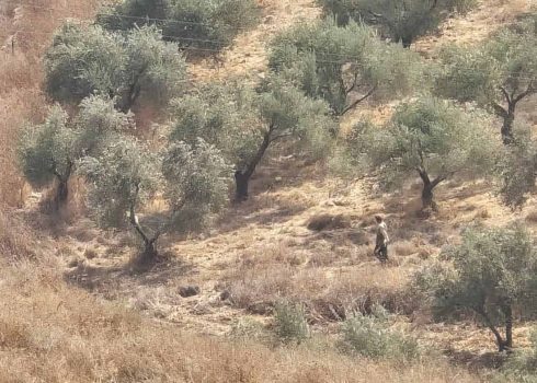 מתנחל בחלקות הזיתים של סולימאן קני, באדמות העיירה כפר קליל. התמונה באדיבות התושבים