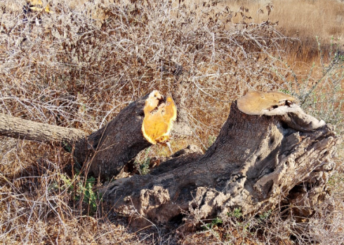 אחד העצים שכרתו המתנחלים במטע של משפחת מחמוד. התמונה באדיבות המשפחה