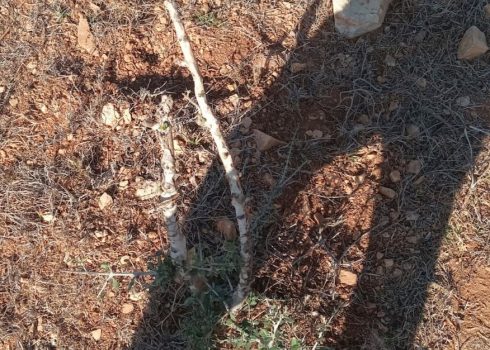 אחד העצים הצעירים ששברו המתנחלים במטע הזיתים. התמונה באדיבות התושבים