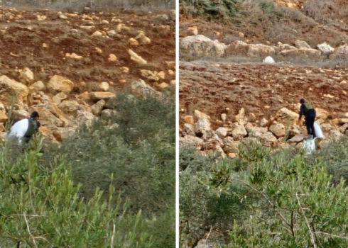 مستوطن يسرق كيس زيتون. الصورة قدمها المزارعون مشكورين