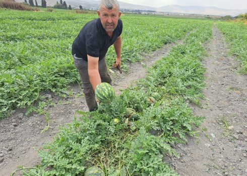 עבד אל-חכים דראר'מה עם האבטיחים הרמוסים בשדה שלו. צילום: עארף דראר'מה, בצלם, 25.4.24