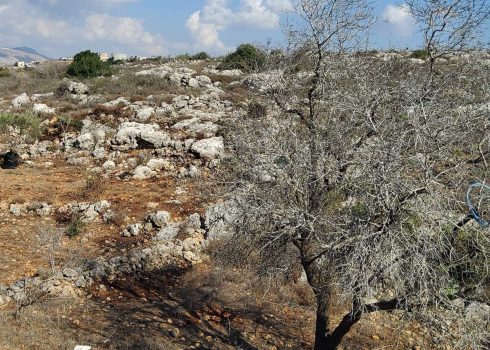 A tree burned by settlers. Photo: Salma a-Deb’i, B’Tselem
