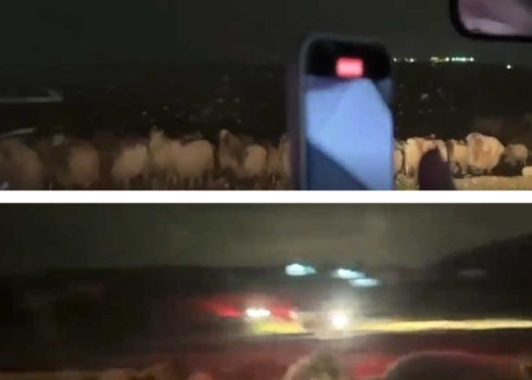 توثيق سرقة المواشي. الصور قدمتها ناشطات مشكورات