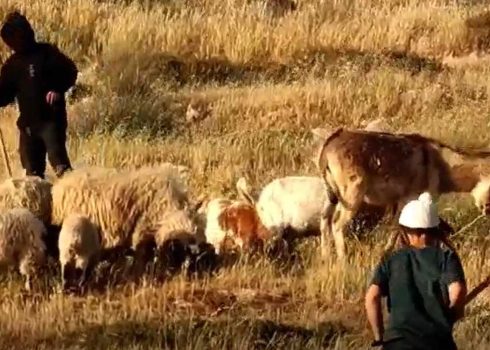 מתנחלים עם צאן באדמות המשפחה. מתוך תיעוד וידיאו באדיבות המשפחה
