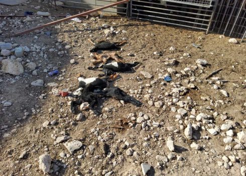 The goat kids killed by settlers. Photo: ‘Amer ‘Aruri, B’Tselem, 25 May 2025 