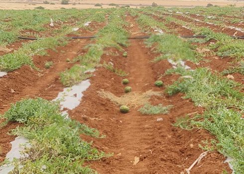 נזקים שהסבו המתנחלים למקשת אבטיחים במישור קאעון. צילום: עארף דראר'מה, בצלם, 27.4.25