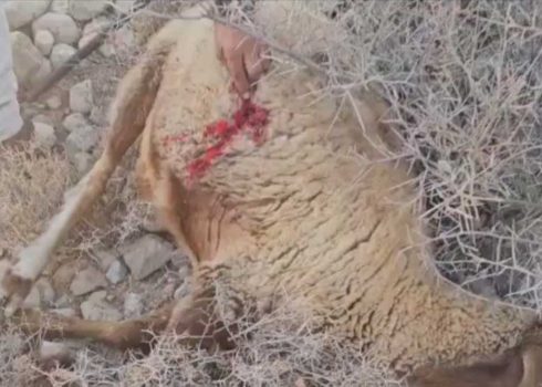 חלק מהכבשים שהרגו המתנחלים. מתוך סרטון באדיבות תושבים