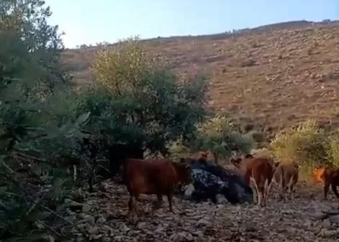 قطيع الأبقار الخاص بالمستوطنين يرعى في كرم الزيتون الخاص بالعائلة. من فيديو توثيقيّ قدمته العائلة مشكورة