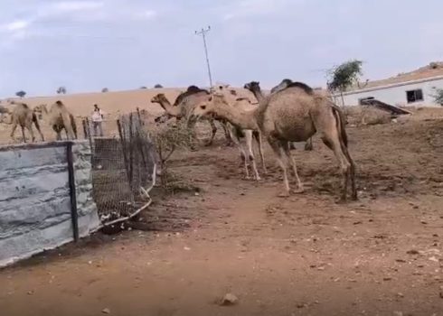 עדר גמלים של המתנחלים בשטח הקהילה, 13.12.25. התמונה באדיבות תושבים