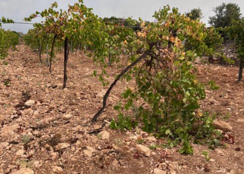 חוטי הדליה של גפנים שחתכו המתנחלים. התמונה באדיבות העד
