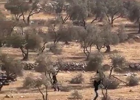 אחד המתנחלים שובר עץ זיתים במטע של בני הזוג. התמונה באדיבות החקלאים