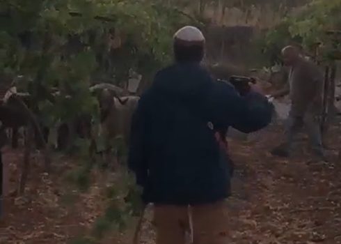 מתנחל עם צאן בתוך המטע של משפחת סעדה. התמונה באדיבות המשפחה