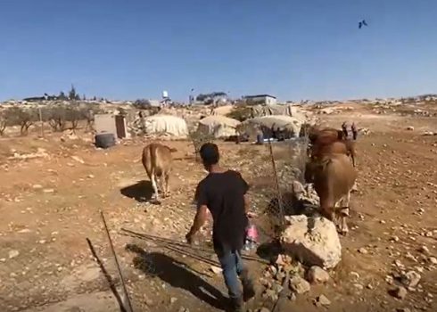 המתנחל עם הפרות פולש לחצר הבית. התמונה באדיבות התושבים