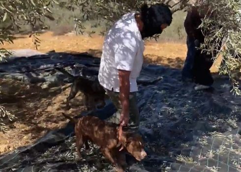 מתנחל דורך עם כלבים על אחת היריעות. התמונה באדיבות החקלאים