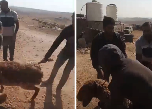 המתנחלים מנסים לגנוב את הצאן. התיעוד באדיבות החקלאי