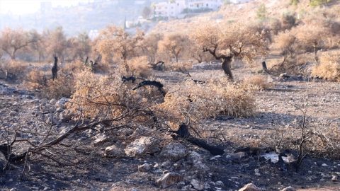 מטע הזיתים החרוך של אליאס מאריה. מתוך תיעוד הווידיאו
