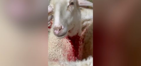 מתוך תיעוד הווידאו