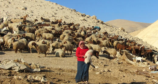 راعية من التجمع السكاني الكرزلية في غور الاردن. تصوير: عاطف ابو الرب، بتسيلم. 8/1/2014.