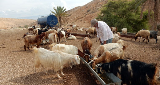 העד עבד א-רחמן ח'ליל מח'ירבת אל-מאלח עם צאנו, בשנה שעברה. צילום: עארף דראר'מה, בצלם, 28.10.15. 