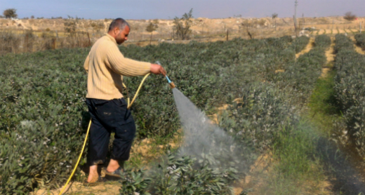 عمر أبو زاهر يغسل محصول الفول في أرضه بعد الرشّ. تصوير محمد سعيد، بتسيلم، 23.1.7