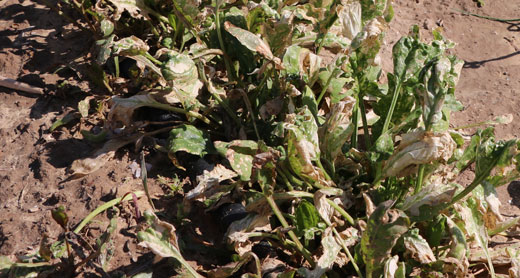 نبات السبانخ الخربان في حقل صالح النجار في خان يونس. تصوير: خالد العزايزة، بتسيلم، 4.2.17