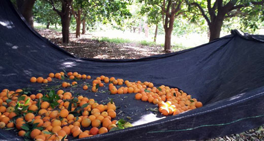 Orange-picking at Wadi Qana. Photo: Iyad Mansur