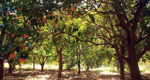 Citrus orchard, Wadi Qana. Photo: Iyad Mansur
